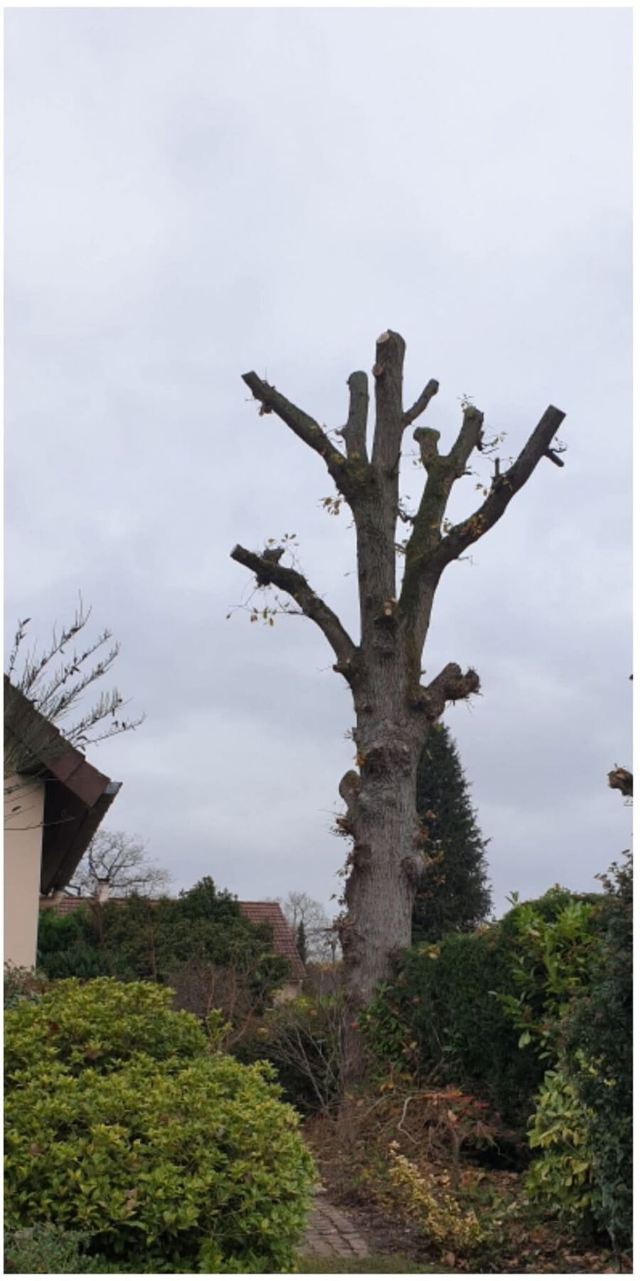 Élagage d'un arbre à Saumur par Johnny Helfrick – après