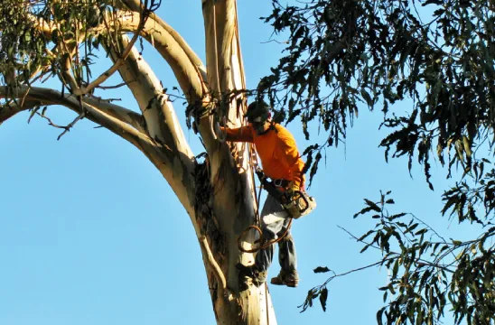 Croissance optimale des arbres dans le 49