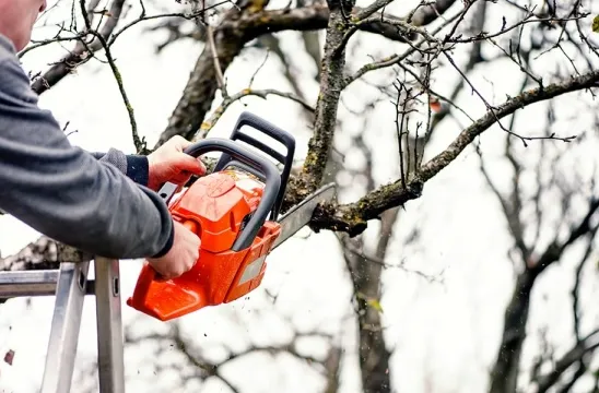 Maximisez l'ensoleillement de vos arbres dans le 49