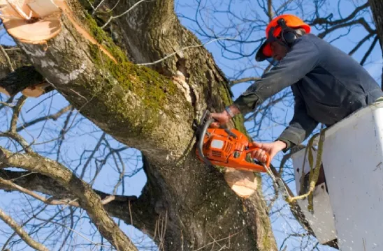 Rajeunissement de vos espaces extérieurs dans le 49